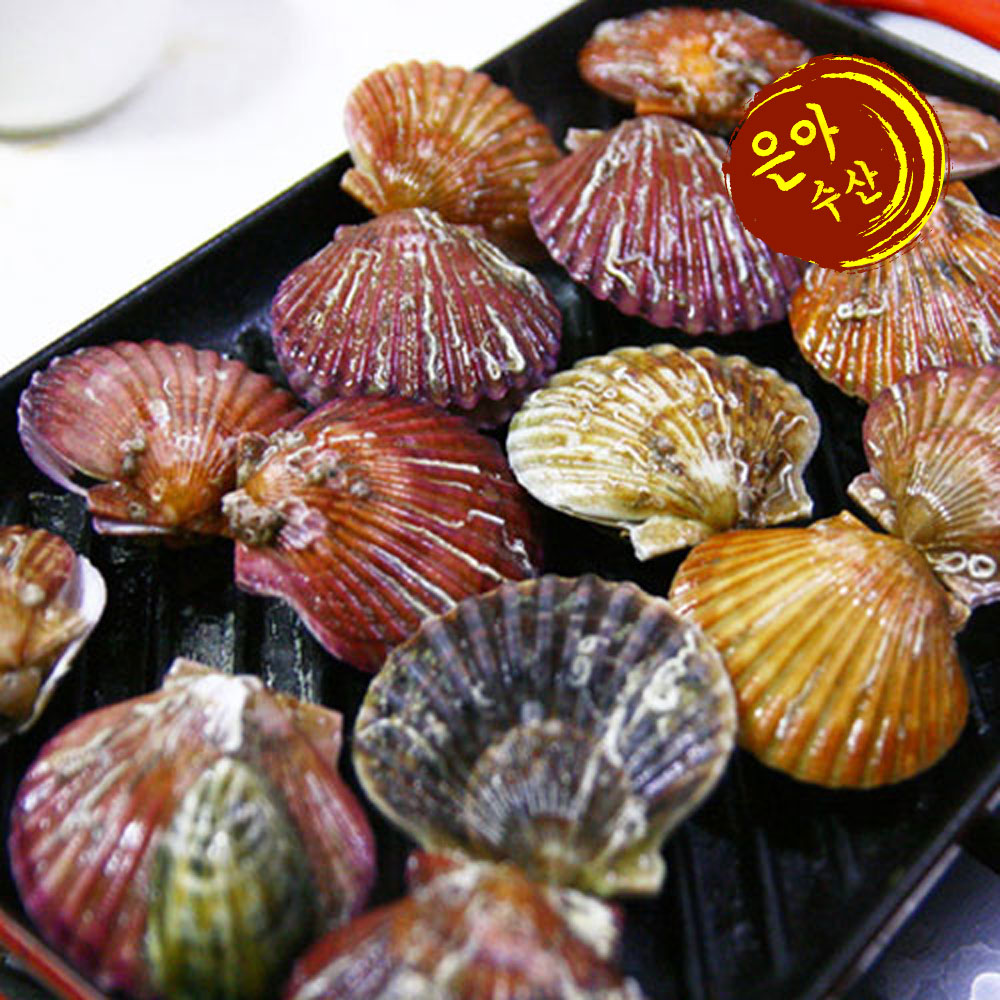 계절상품 홍가리비1kg(20~25미내외)